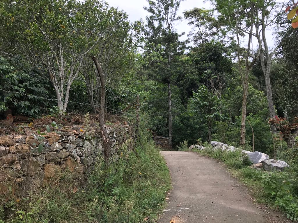 Pillar Coffee Estates